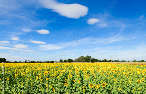 beautiful sunflower fields with moutain