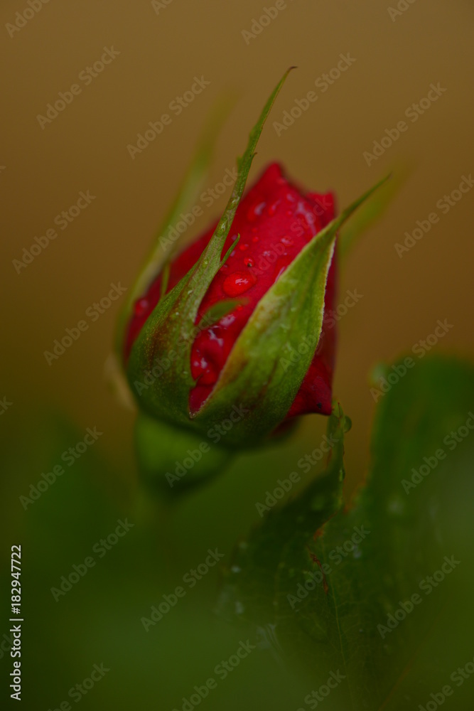 red rosebud with green bright leaves. red rosebud with dew drop, valentine concept. red rosebud with green bright leaves. red rosebud with dew drop, valentine concept.