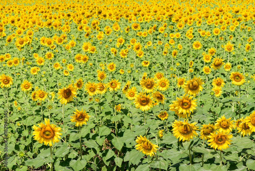beautiful sunflower fields on fine day beautiful sunflower fields on fine day