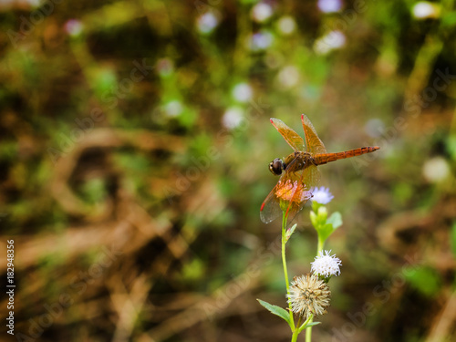 dragonfly sitting on the flower