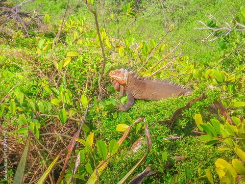 Iguanas on tropical tree branch in La Desirade celebrated for its iguana population. The island has been declared a Natural Reserve. Guadeloupe Archipelago, French Caribbean and French Antilles.