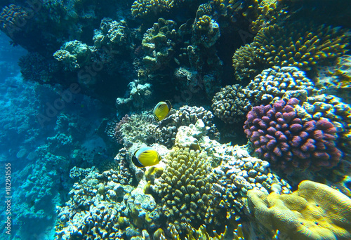 fish butterfly and coral reef
