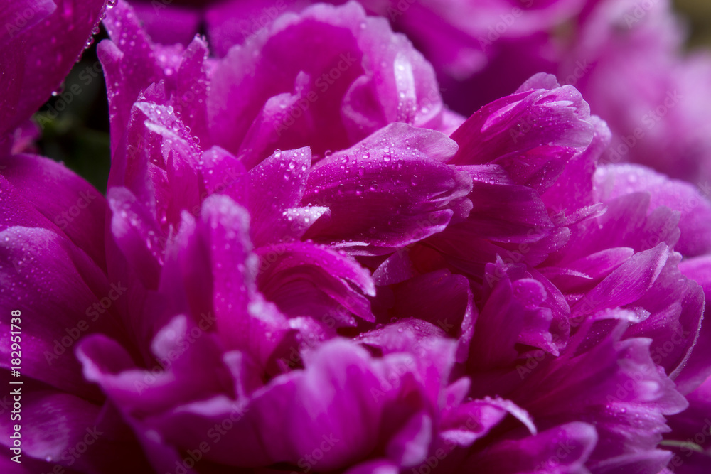  petals pink peony