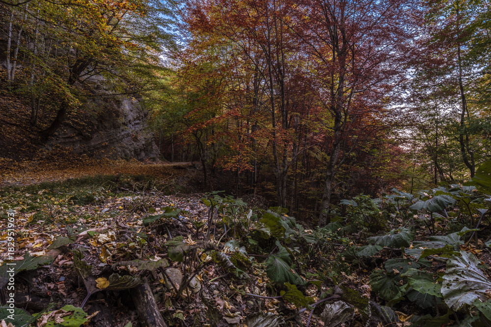 Foreste Casentinesi - UNESCO heritage Italy