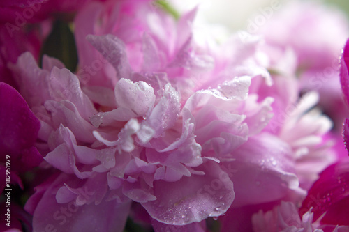  petals pink peony