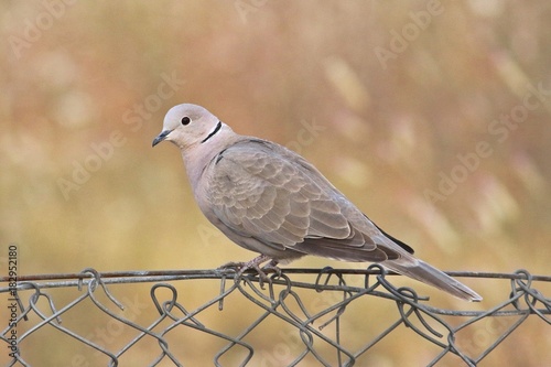 Collared Dove 