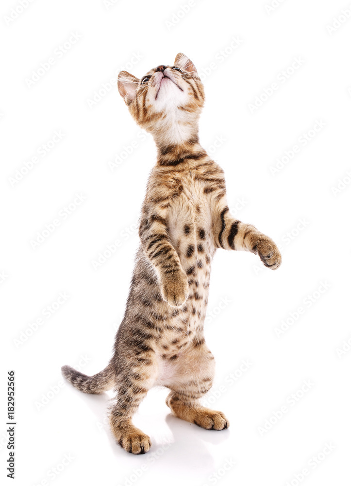 Cat poster Cat poster
