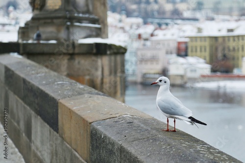 Winter in Prague and a seagull standing on stony balustrade of Charles bridge in Prague, Czech Republic, Europe photo