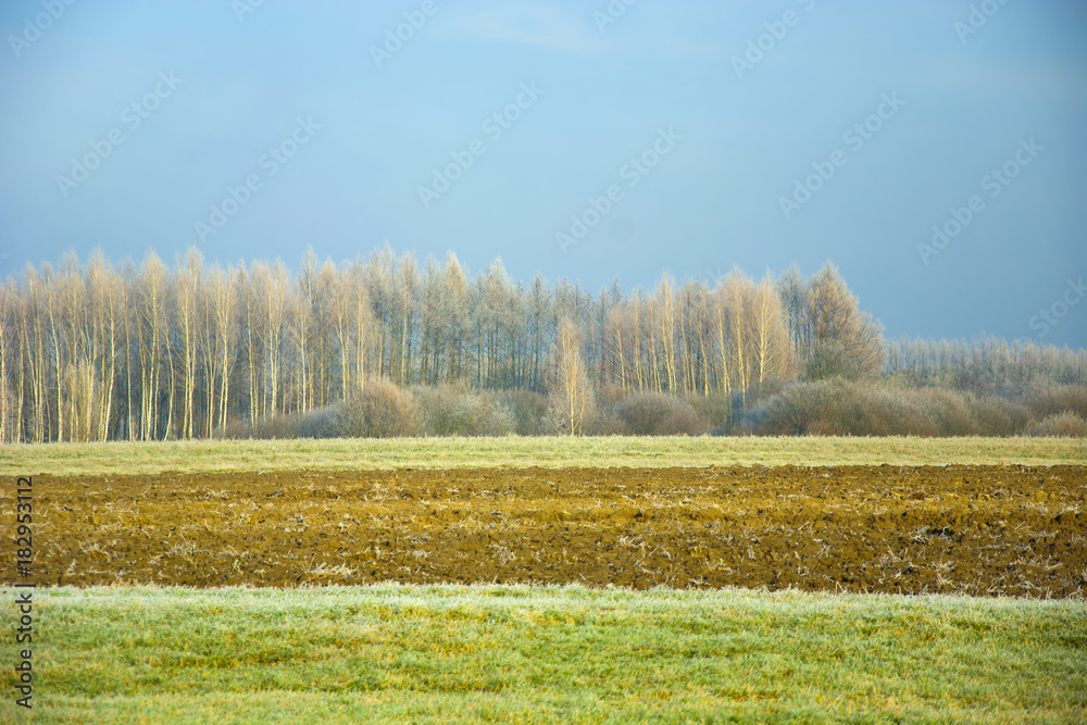 Frozen forest, field and meadow