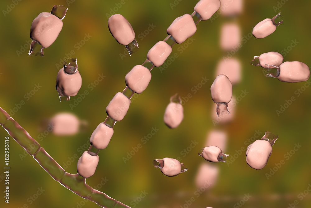 Fungi Coccidioides immitis, saprophytic stage, 3D illustration showing  fungal arthroconidia. Pathogenic fungi that reside in soil and can cause  infection coccidioidomycosis, or Valley fever Stock Illustration | Adobe  Stock