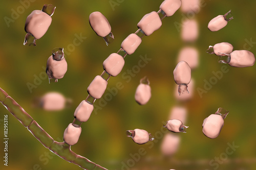 Fungi Coccidioides immitis, saprophytic stage, 3D illustration showing fungal arthroconidia. Pathogenic fungi that reside in soil and can cause infection coccidioidomycosis, or Valley fever photo