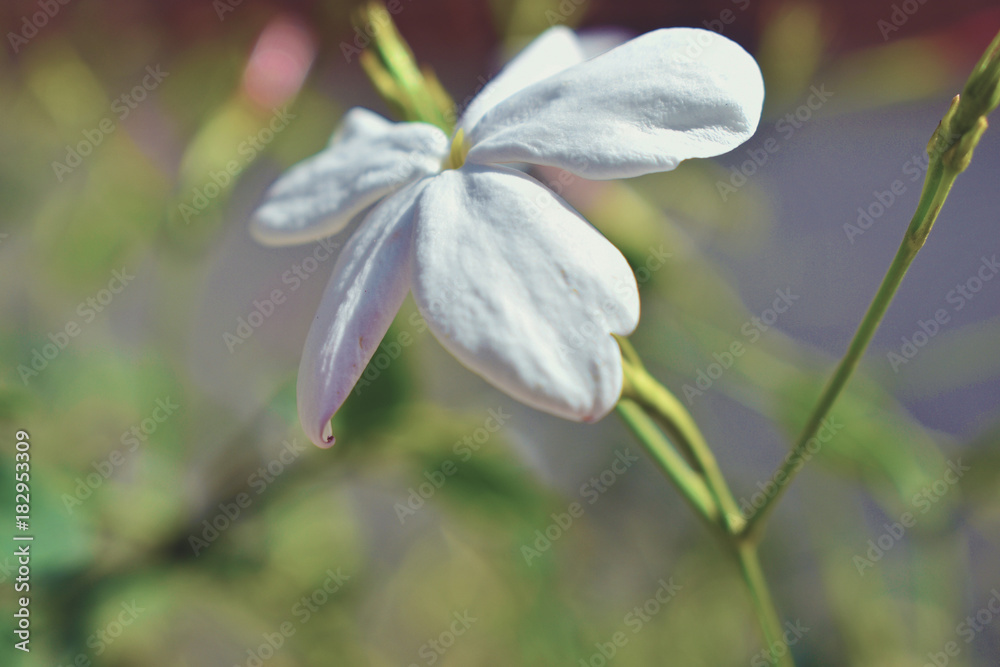 Obraz premium jasmines 