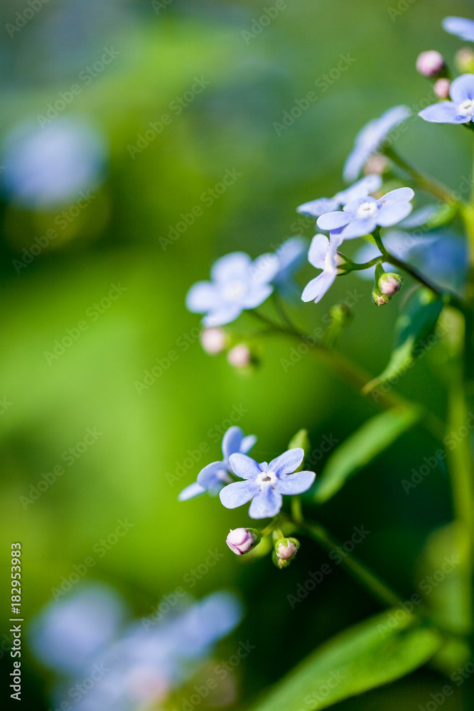 close-up shot of beautiful little purple flowers on natural background close-up shot of beautiful little purple flowers on natural background