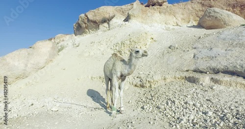 White little camel on the sand 2 photo