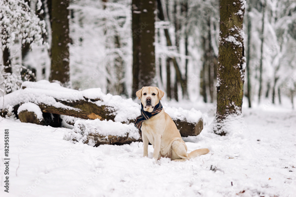 Beautiful labrador retriever in a scarf in a winter forest.White labrador retriever against white snow.
