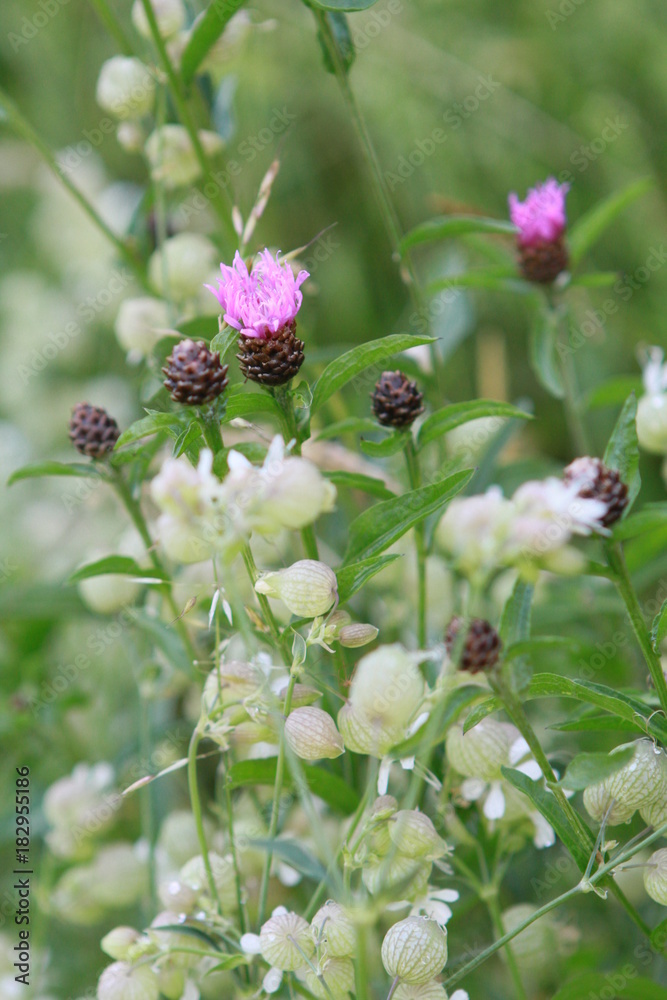 Blume Blume