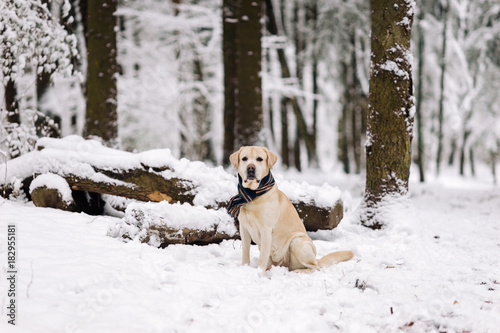 Fototapeta Naklejka Na Ścianę i Meble -  Beautiful labrador retriever in a scarf in a winter forest.White labrador retriever against white snow.