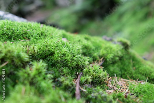 Moosteppich