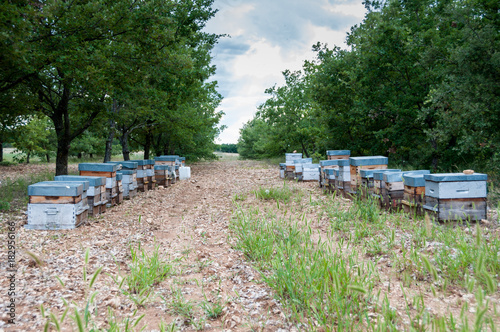 Wooden hives
