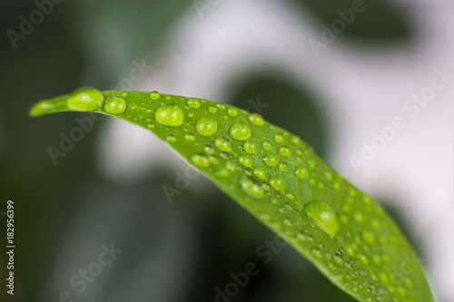 Green leaf of a plant with drops. Morning dew. The origin of nature.