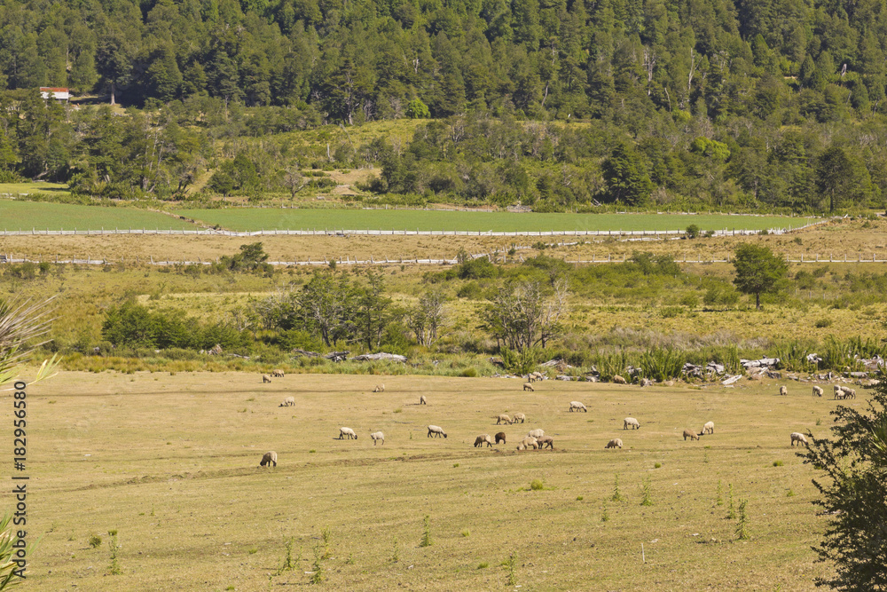 Sheep grazing in Araucania, Chile Sheep grazing in Araucania, Chile