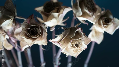 Dry Rosebud. Dry decolorized Rose buds slowly move past the camera on a sad dark blue background photo