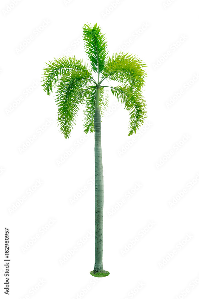 Manila palm, Christmas palm tree ( Veitchia merrillii ) isolated on