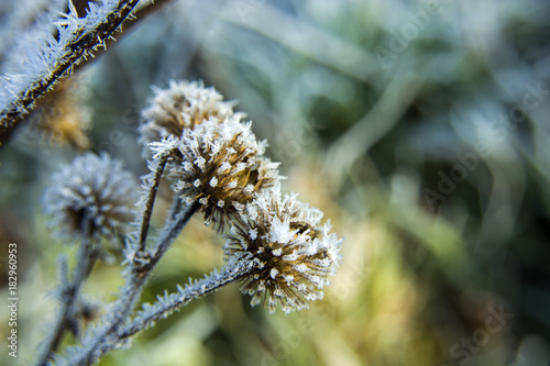 Frosted edible burdock