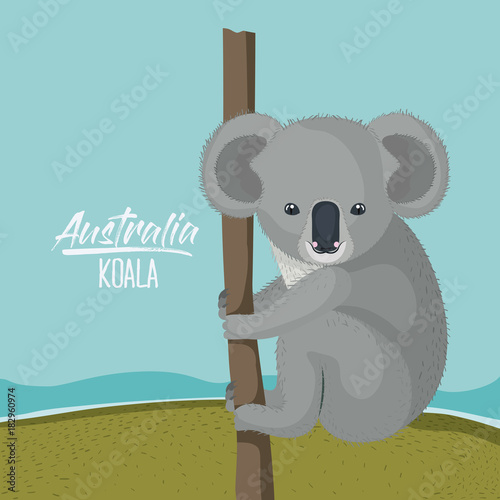 australia koala poster with outdoor scene in colorful silhouette vector illustration