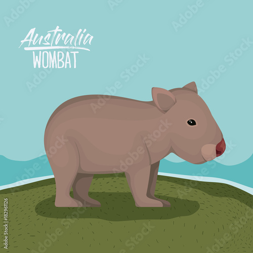 australia wombat poster with outdoor scene in colorful silhouette vector illustration