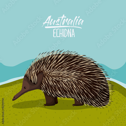 australia echidna poster in outdoor scene on colorful silhouette vector illustration