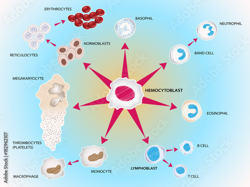 All blood cells manufactured by stem cells, forming the blood system. Vector medical illustration