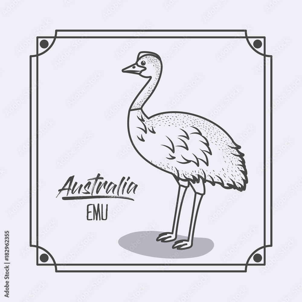 Fototapeta premium australia emu in frame and monochrome silhouette vector illustration