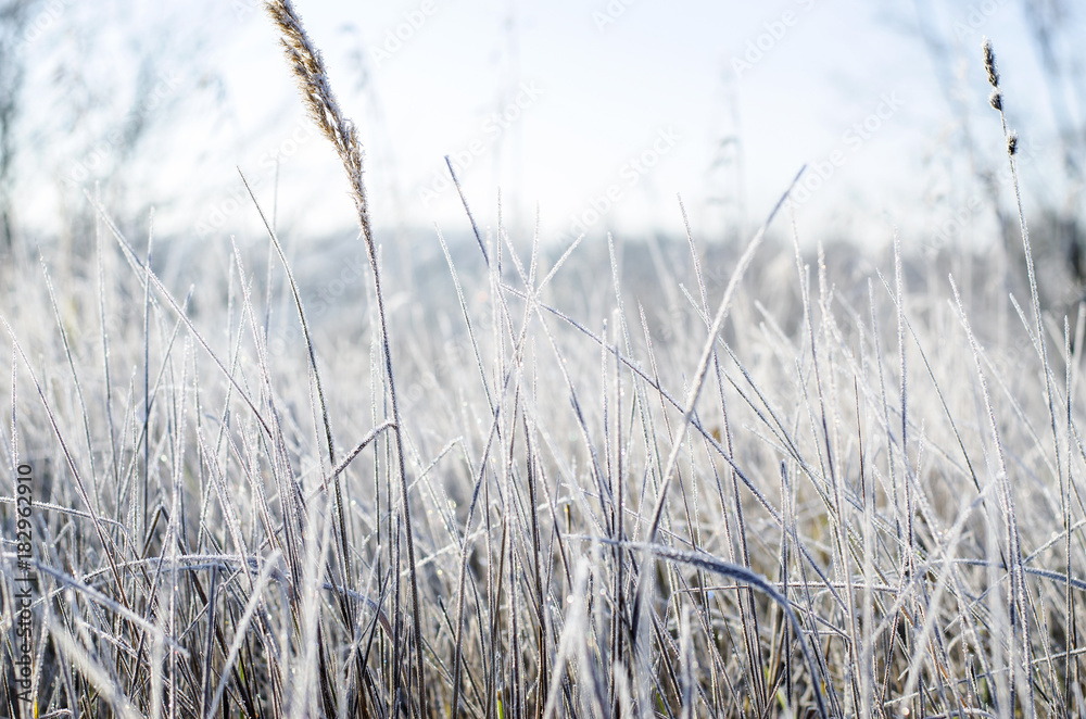 Fototapeta premium szron na trawie