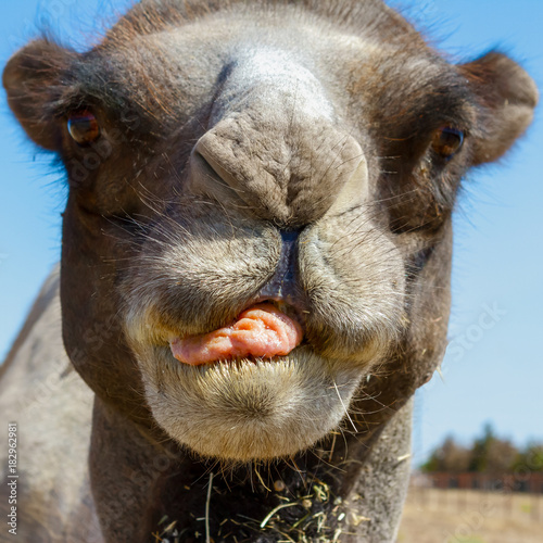 Photography Unfriendly Camel
