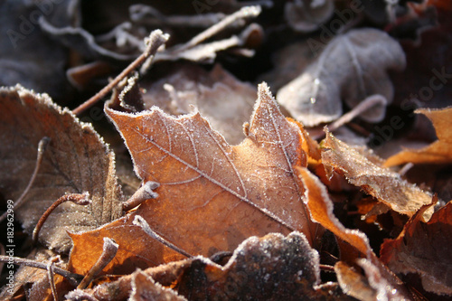 Foglie coperte dal gelo in inverno illuminate dal sole