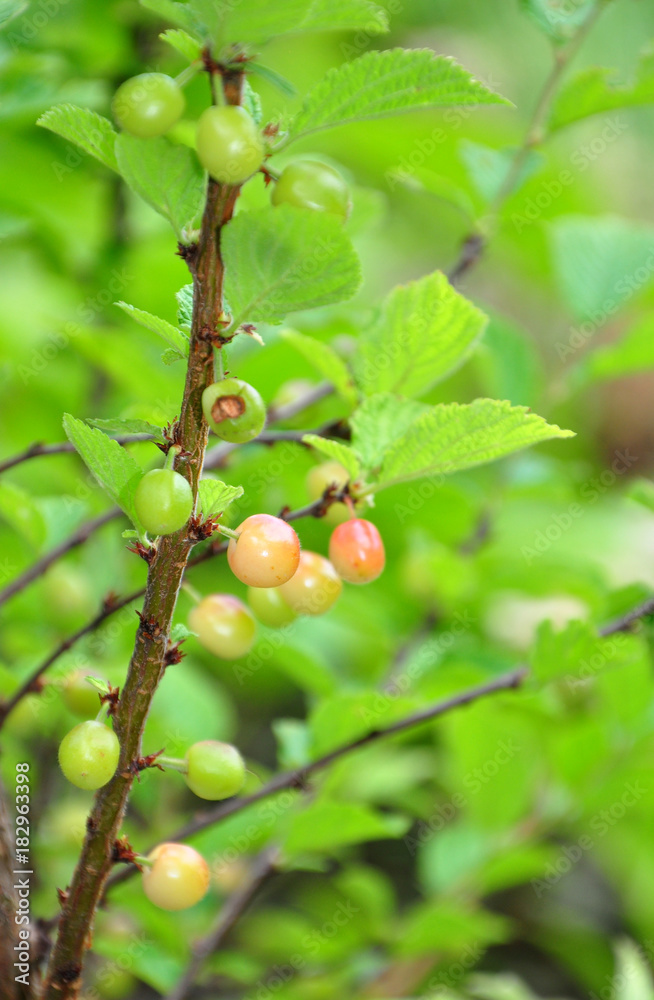 Japanische Mandelkirsche (Prunus tomentosa) Japanische Mandelkirsche (Prunus tomentosa)