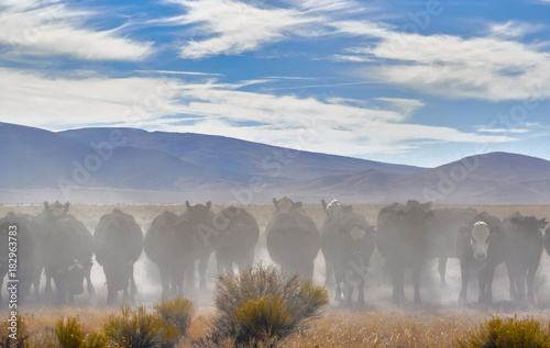 Dusty Cattle