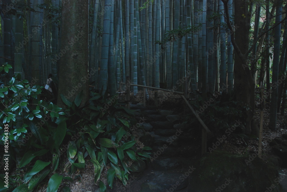 A bamboo trees in bamboo garden a part of Hokokuji Temple, Kamakura, Japan A bamboo trees in bamboo garden a part of Hokokuji Temple, Kamakura, Japan