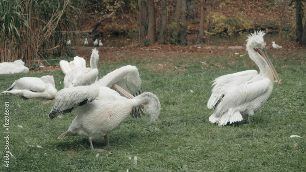 Many Curly Pelicans In a Zoo In Enclosure Many Curly Pelicans In a Zoo In Enclosure