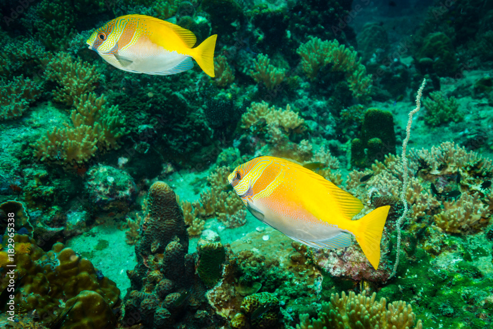 Fish on a reef