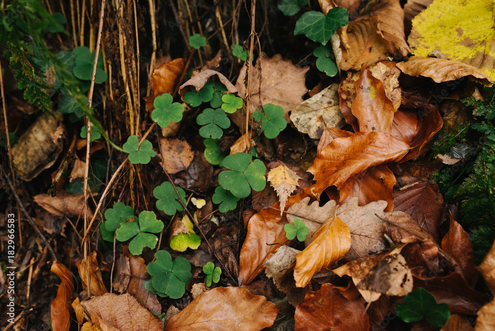 Dry fallen autumn leaves lay on the ground, oak and clover, natural background photo texture Dry fallen autumn leaves lay on the ground, oak and clover, natural background photo texture