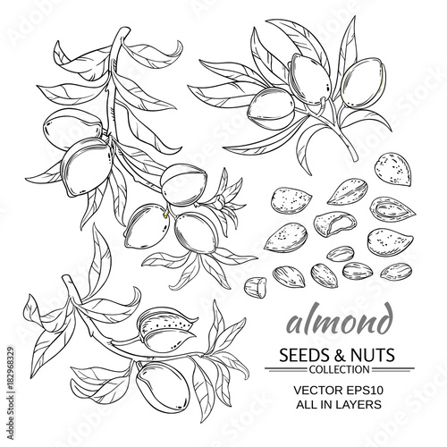 almond vector set