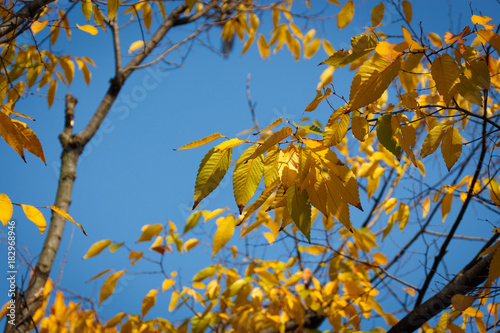 Beautiful yellow leave with blue sky