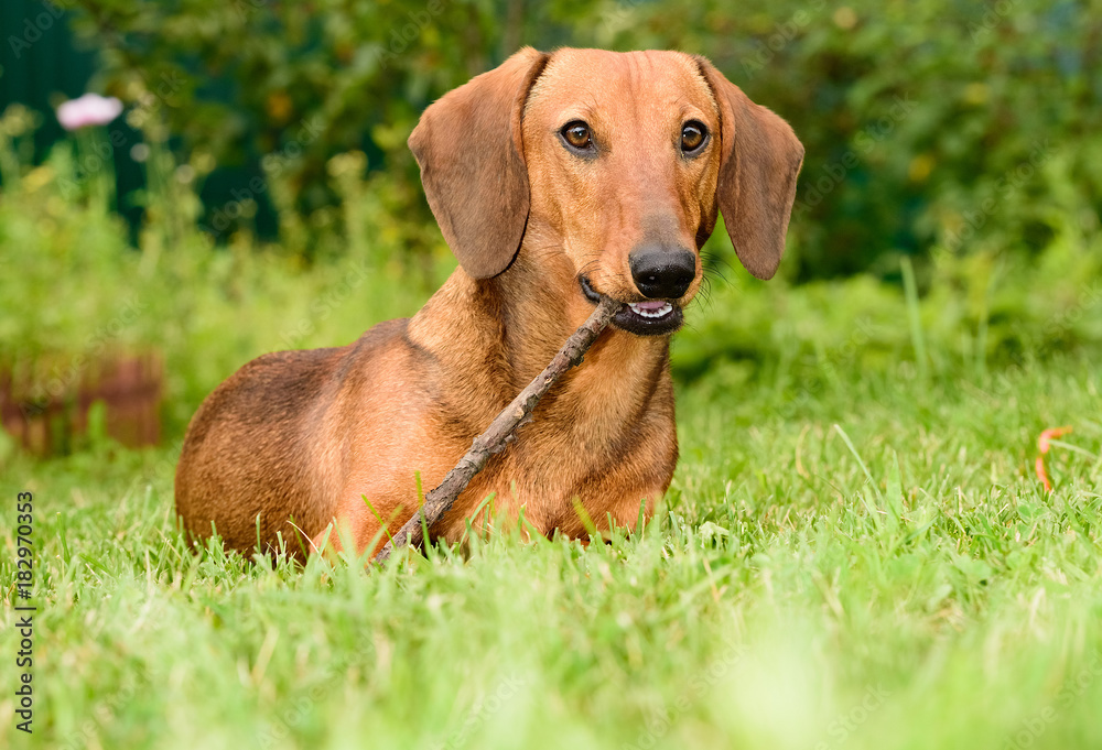 brown dachshund dog puppy