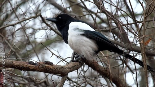 Young magpie sits on a branch and wind blows her feathers (Pica pica)