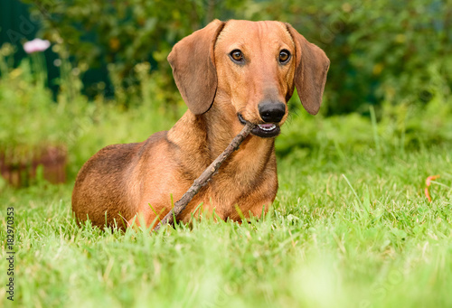 brown dachshund dog puppy