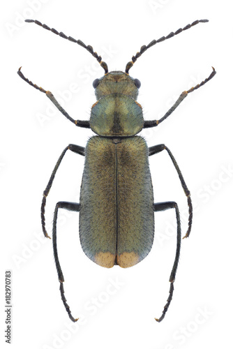 Beetle Malachius bipustulatus on a white background