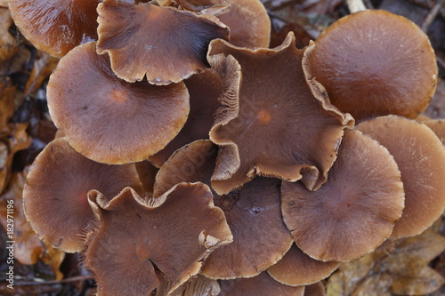 Braune Pilze im Herbst auf dem Waldboden