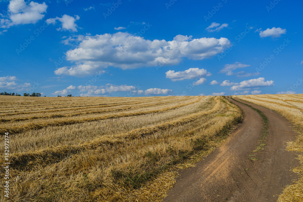 A dirt road through a field with sloping wheat, a blue sky with clouds.